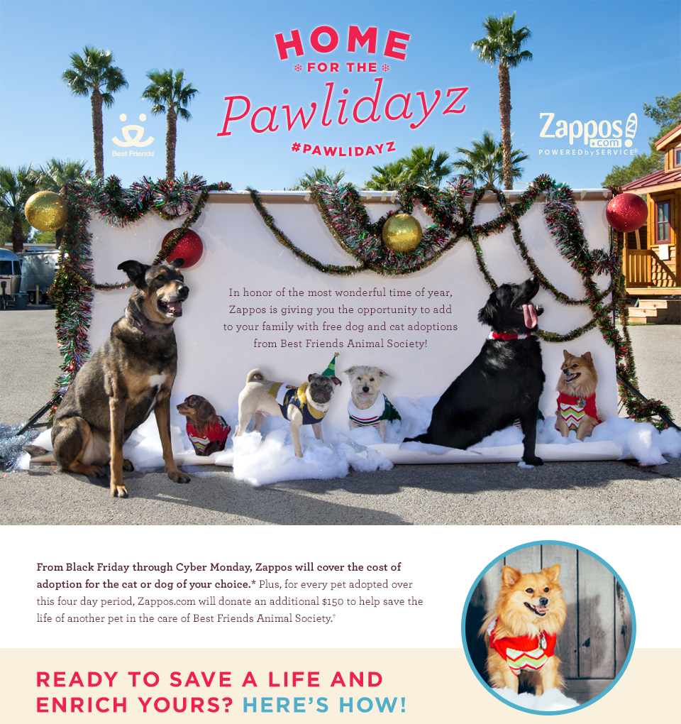 Zappos wants to help you bring a pet 'home for the pawlidayz' | Las Vegas  Review-Journal